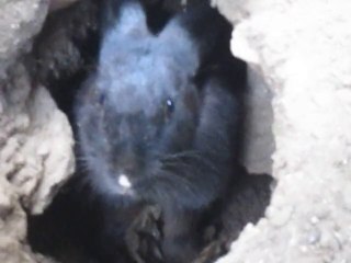 Bunny dig a way and enter the cave.. AT 6:30 SHE CAME OUT OF THE CAVE