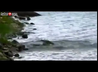 Büyük Timsah Küçük Timsahı Yer