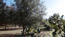 Provence de la Truffe - Chènes mychorizés, plantations