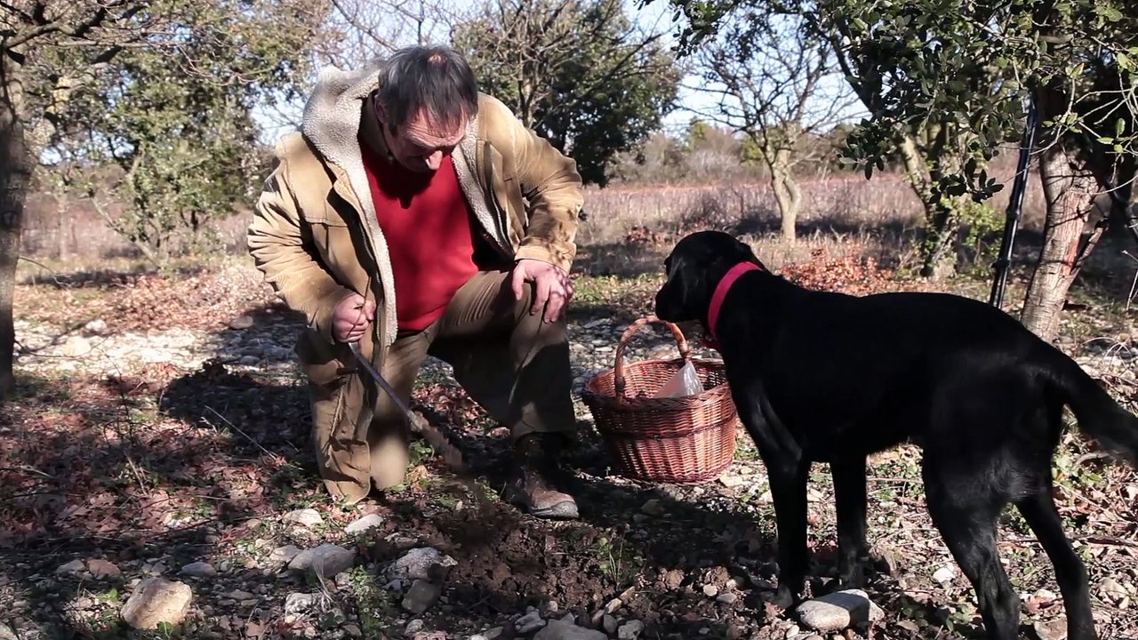 Provence de la Truffe : un trufficulteur et un chef : Christian Allègre et Nicolas Pailhès