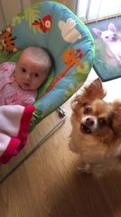 Chihuahua bounces newborn baby in her bouncy chair