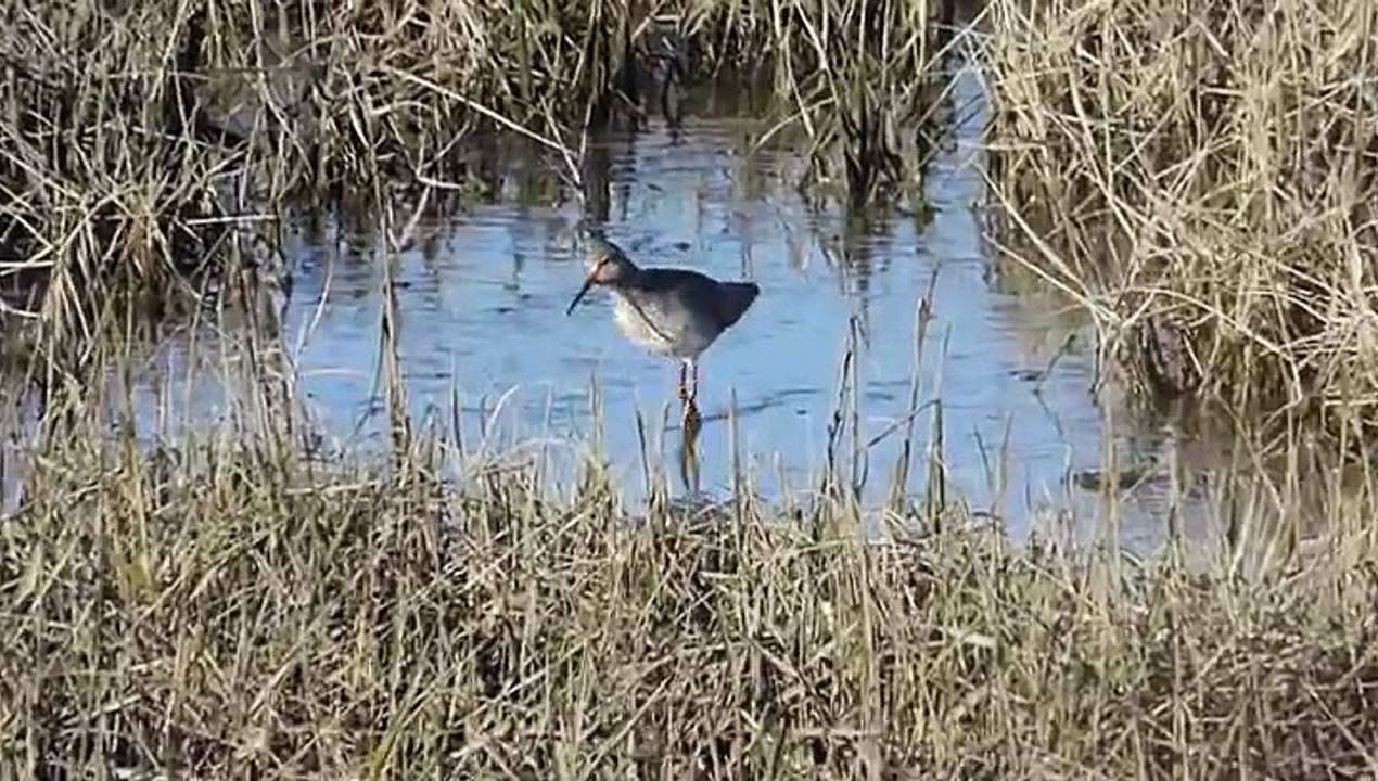 Chevalier, courlis, canard et aigrette à Goulven