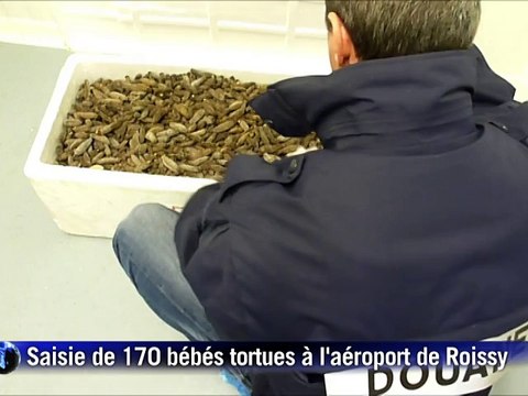 170 bébés tortues étoilées cachées sous des concombres de mer à Roissy