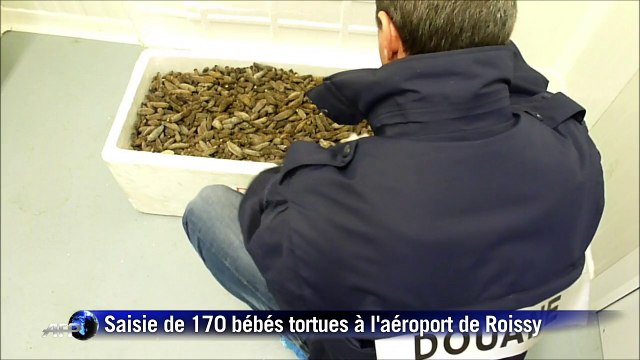Saisie de 170 bébés tortues étoilées à l'aéroport de Roissy