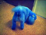 Blue Bichon Frise Dog Hartlepool