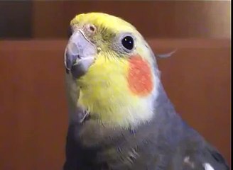 Cockatiels singing Jingle Bells