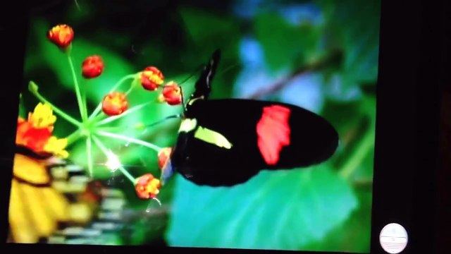 closing to baby einstein animals around me discovery kit 2010-12 DVD spanish version