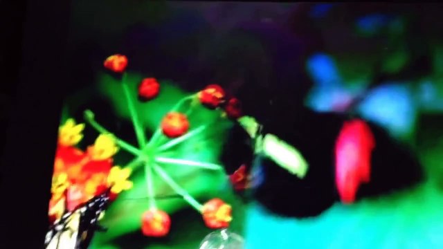 closing to baby einstein animals around me discovery kit 2010-12 DVD