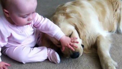 Baby Tries to Get Bone from Golden Retriever