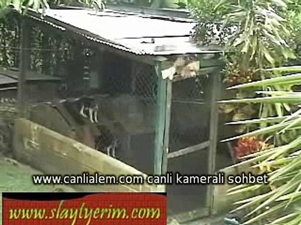 Prison Break Büyük kaçış