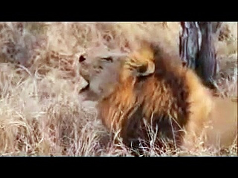 Animal attack lions Two new cubs, pregnant liones wild NEW@croos