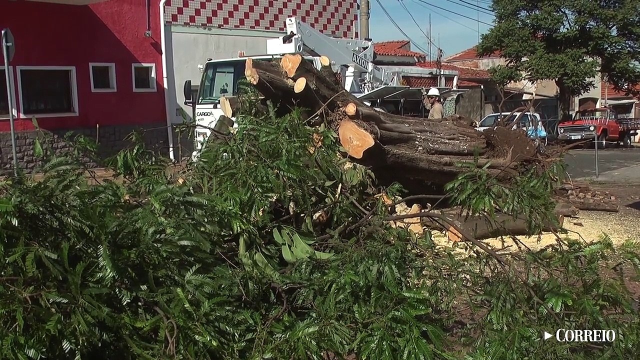 Após chuvas, Campinas registra 31 quedas de árvores