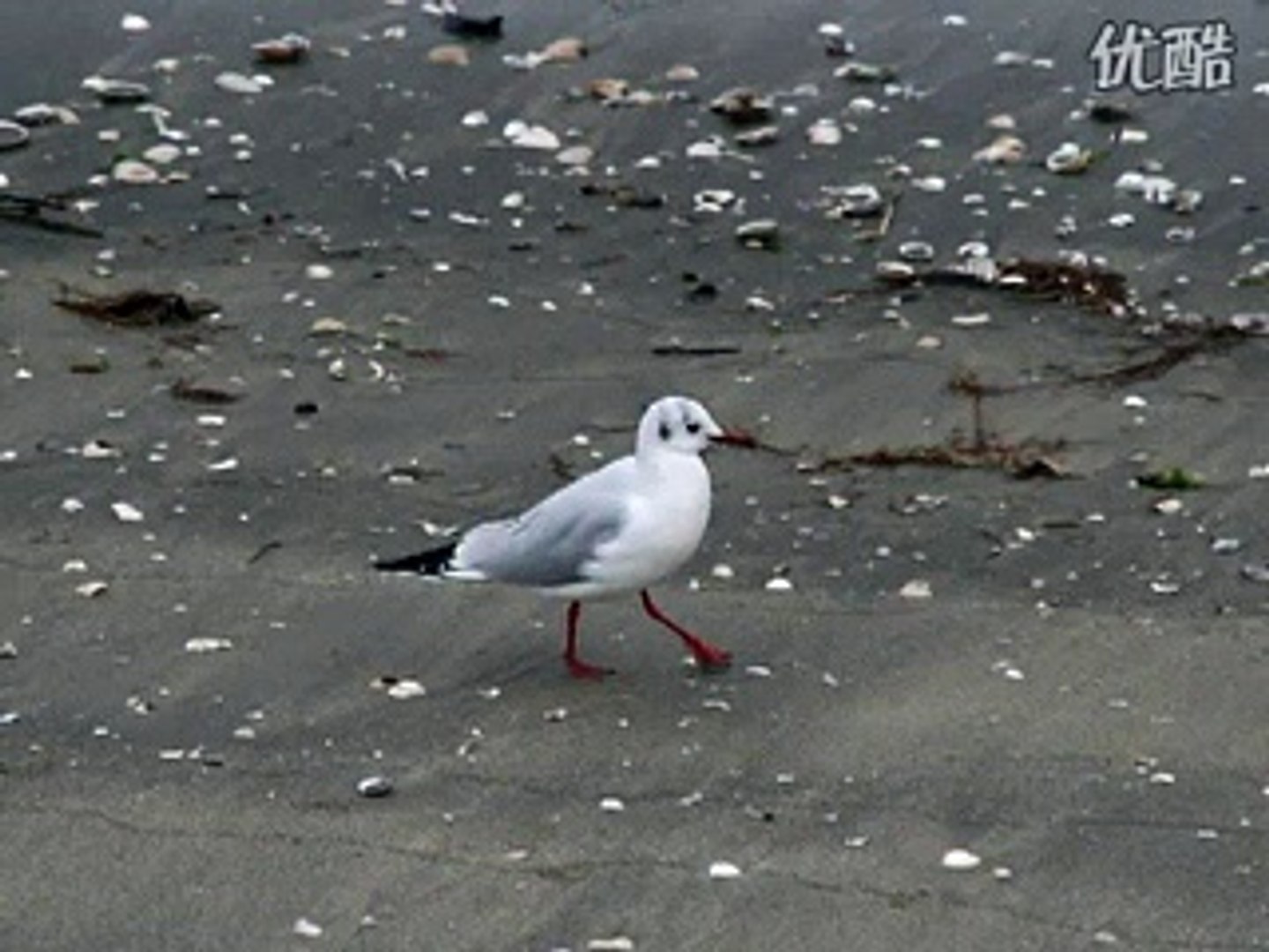 浜千鳥・・芹洋子