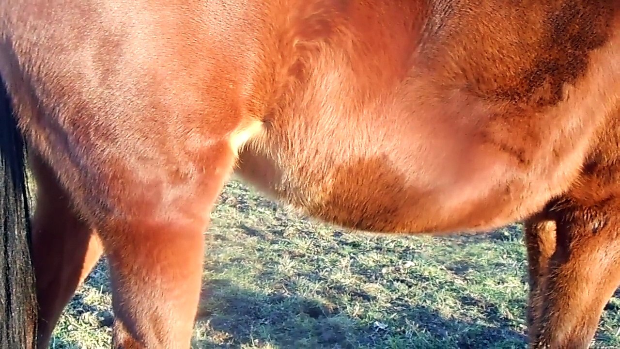 Izie pleine de 9 mois de Qlassic Bois Margot