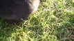 Cute Black Bunny Eating Grass. Funny Black Little Giant Rabbit. Nice Beautiful Animal. Pet Video _