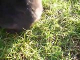 Cute Black Bunny Eating Grass. Funny Black Little Giant Rabbit. Nice Beautiful Animal. Pet Video _