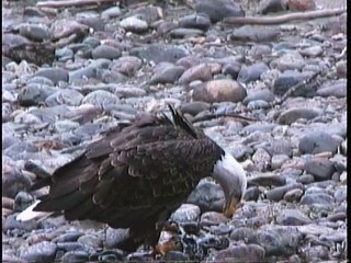Bella Coola Natural History: Bald Eagle, Fox, Angelwing