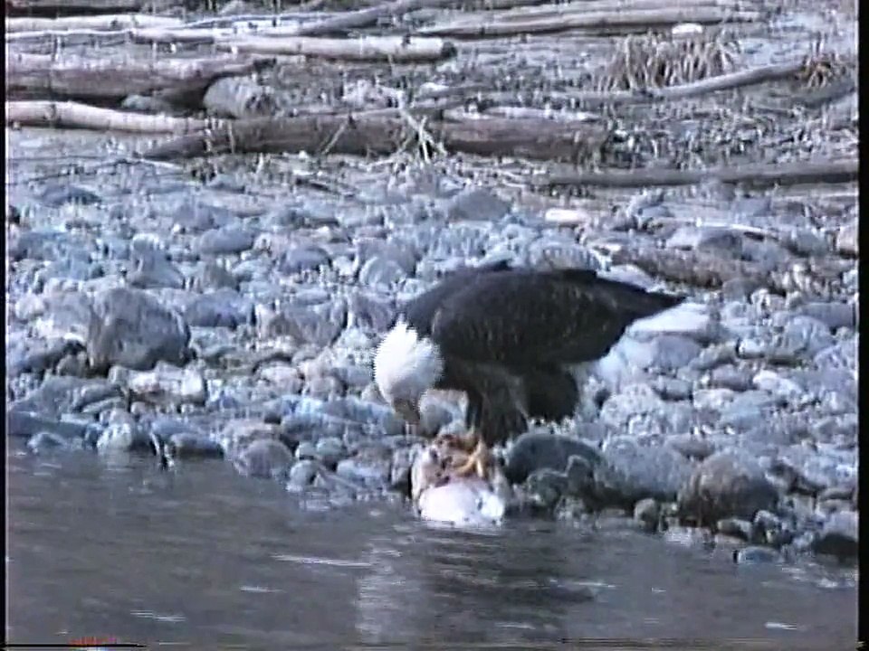 Bella Coola Natural History: Bald Eagle, Common Merganser, Glaucous-winged Gull