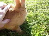Cute Brown Bunny Eating Grass. Funny Little Giant Rabbit. Nice BeautifulPet, Nice An imal,