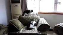 funny cats,funny animals,funny video,cute kittens,kittens