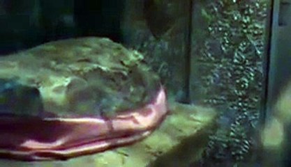 Miracle blood sheding from stone