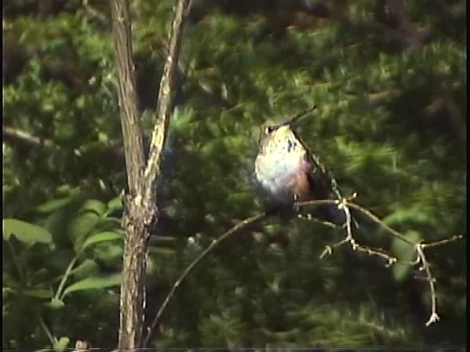 Bella Coola Natural History: Rufous Hummingbird