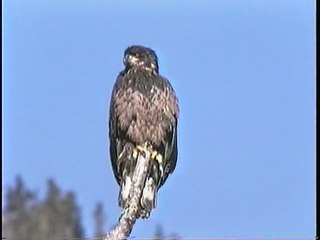 Bella Coola Natural History: Northern Goshaw, Bald Eagle, Mountain Goat, Common Goldeneye