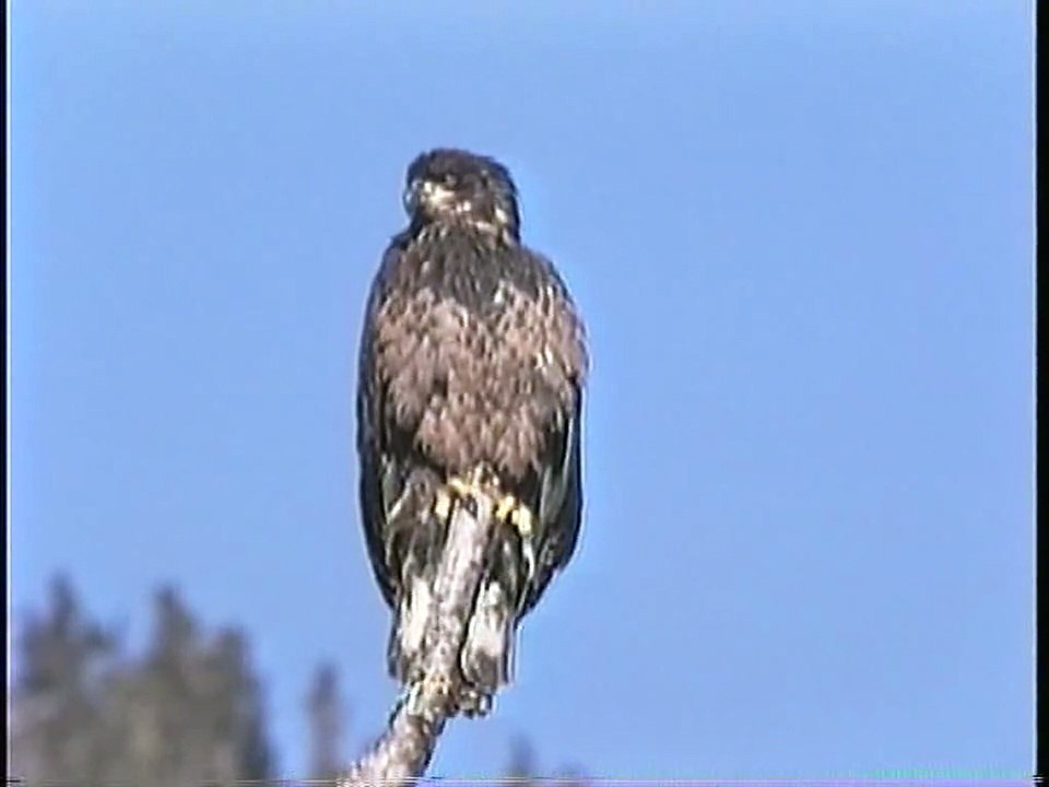 Bella Coola Natural History: Northern Goshaw, Bald Eagle, Mountain Goat, Common Goldeneye