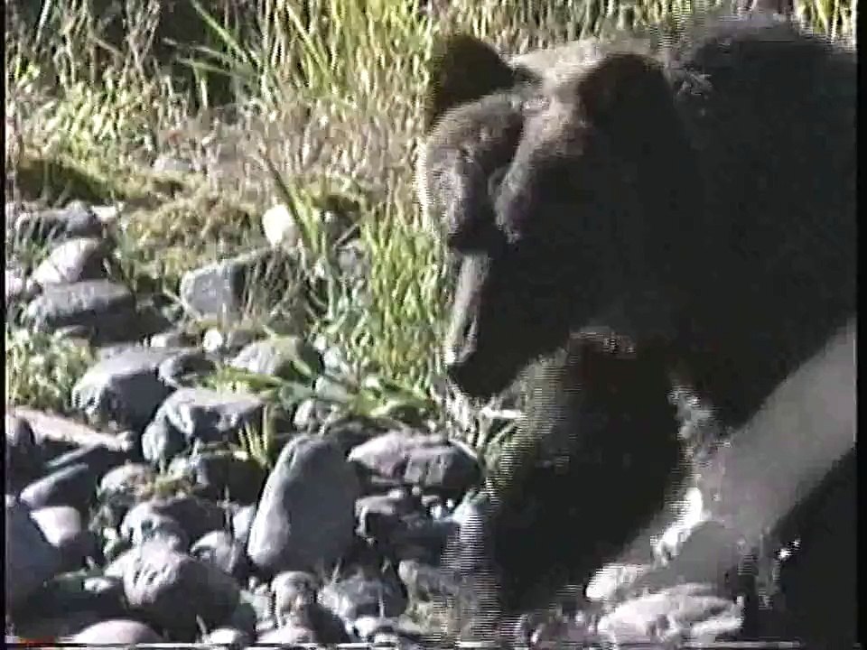 Bella Coola Natural History: American Dipper, Deer, Osprey, Belted Kingfisher, Grizzly Bear