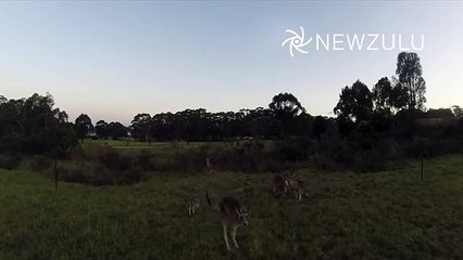Un kangourou qui attaque un drone