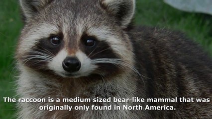 Raccoon Control Services Arlington TX | 817.431.3007