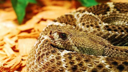 Wildlife Removal Company In Keller, TX | 817.431.3007