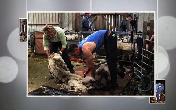 tonte des agneaux du mont saint michel