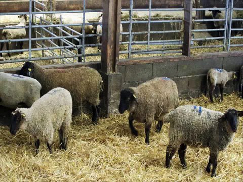 bergerie des pres sales du mont saint michel