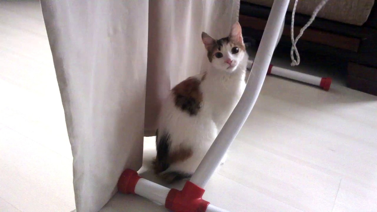 Arifeee