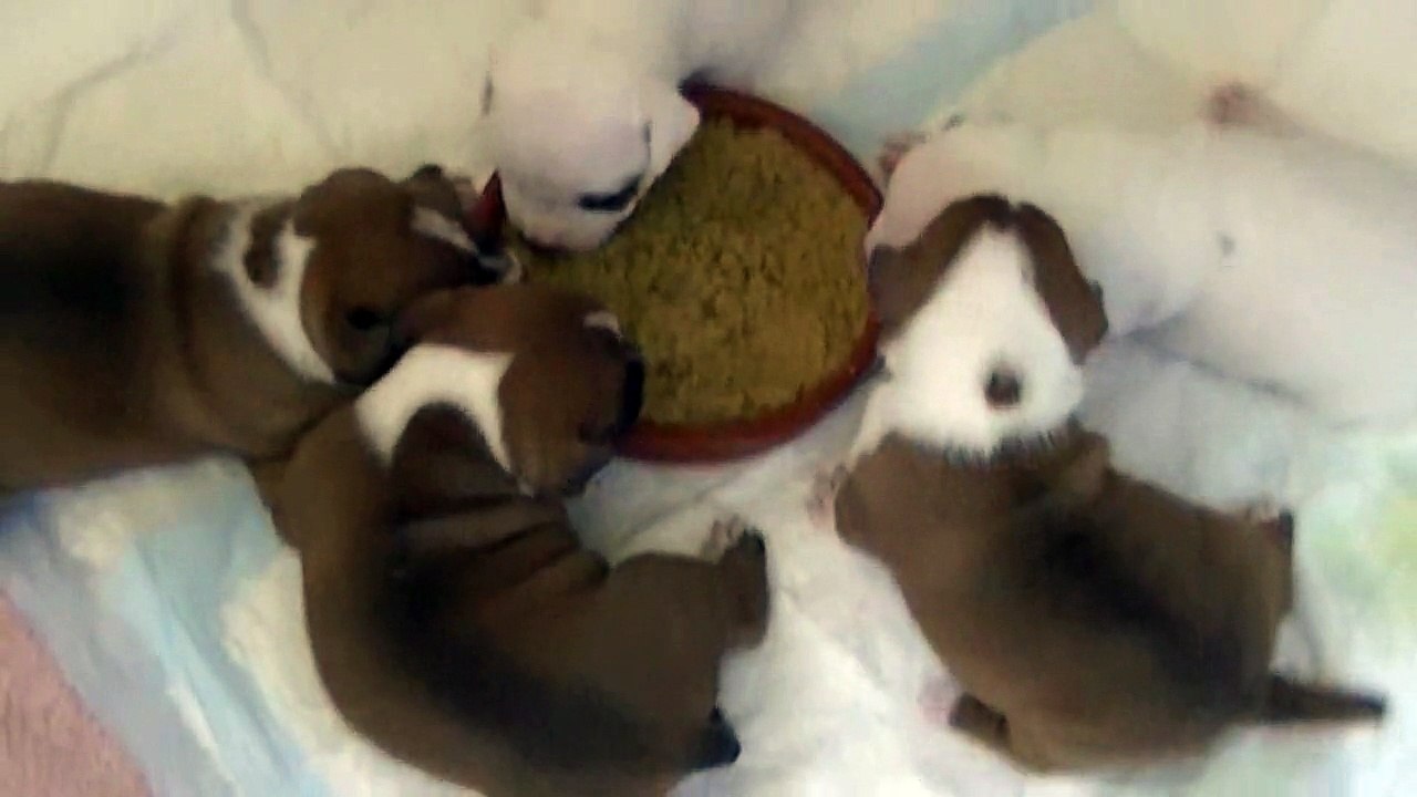 28ème vidéo de chiot staffie de la 18ème portée de Staffordland