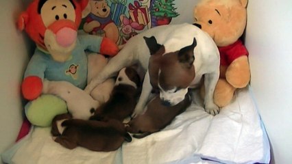 30ème vidéo de chiot staffie de la 18ème portée de Staffordland