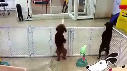 Sahibinin geldiğini gören köpeğin mutluluğu,havalara uçmak bu olsa gerek
