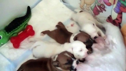 33ème vidéo de chiot staffie de la 18ème portée de Staffordland
