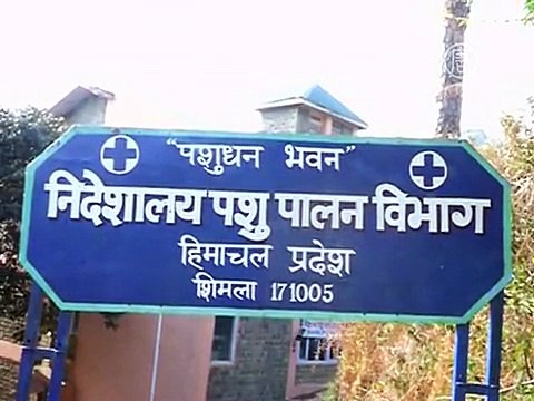 Индия: загадочная смерть сотен кур