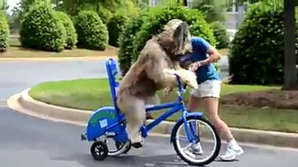 Bisiklet Süren Köpek