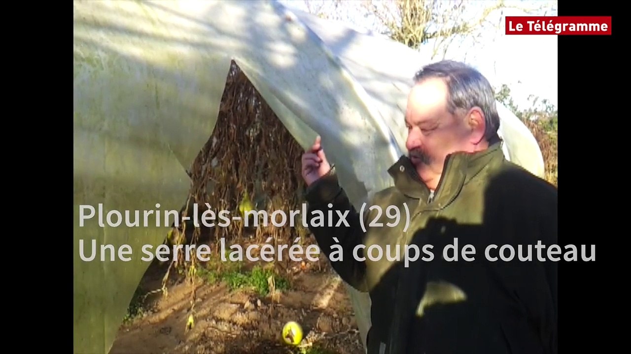 Plourin-lès-morlaix (29). Une serre lacérée à coups de couteau