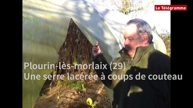 Plourin-lès-morlaix (29). Une serre lacérée à coups de couteau