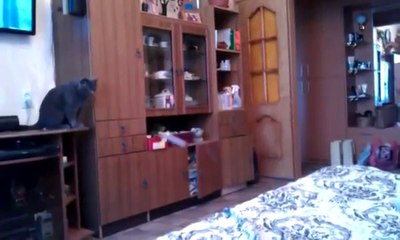 Jouer au ping-pong avec un chat
