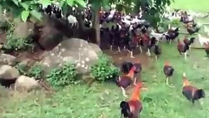 Big Poultry Farm Video in China