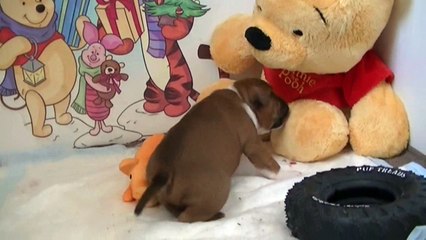 38ème vidéo de chiot staffie de la 18ème portée de Staffordland