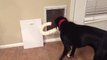 Dog struggles to fit giant bone through door