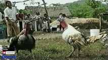 Funny Animals  Animal Fights Caught On Tape