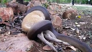 Un wallaby se fait engloutir par un python de 3 mètres