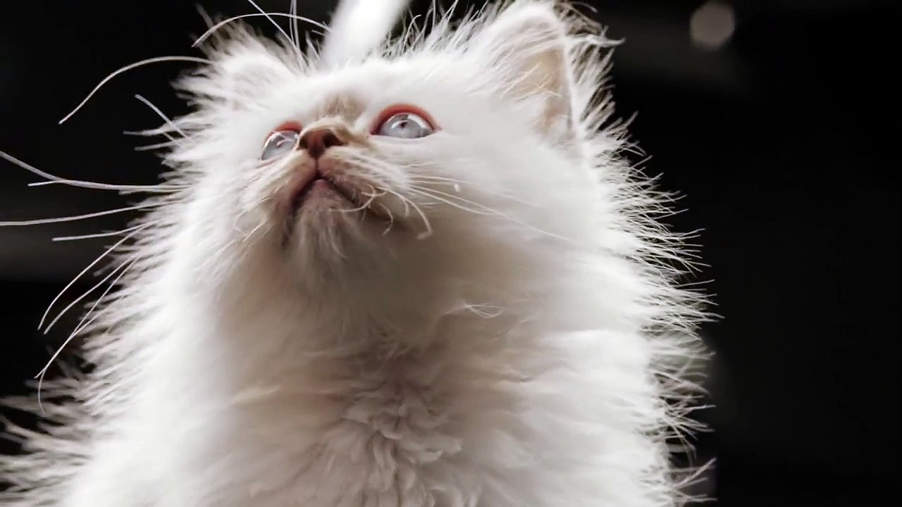 Der_neue_Opel_Corsa_So_komfortabel_und_von_Katzen_best_tigt_-_DAS_NEUE_OH